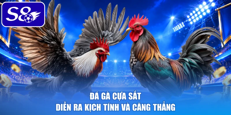 Đá gà cựa sắt diễn ra kịch tính và căng thẳng