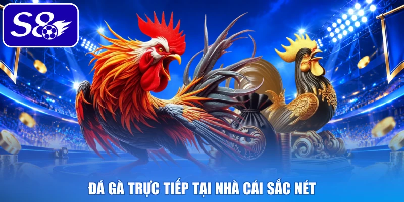 Đá gà trực tiếp tại nhà cái sắc nét